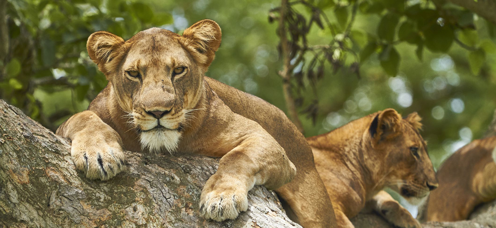 Uganda Tour Operators