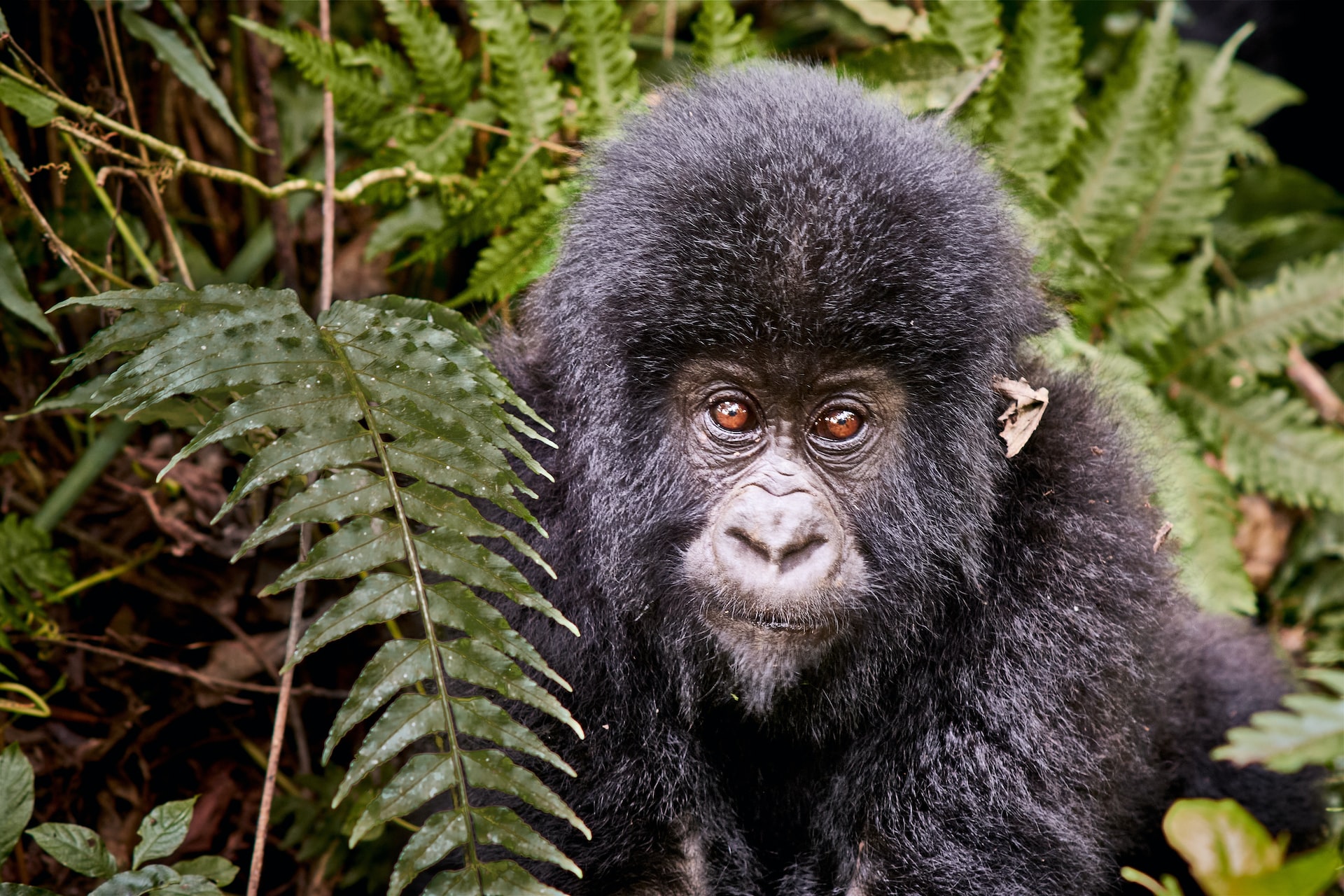 Last-Minute-Gorilla trekking in Rwanda. Uganda and congo
