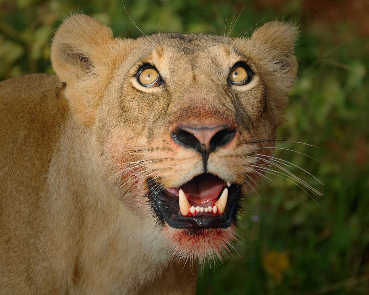 Rwanda Wildlife Safaris