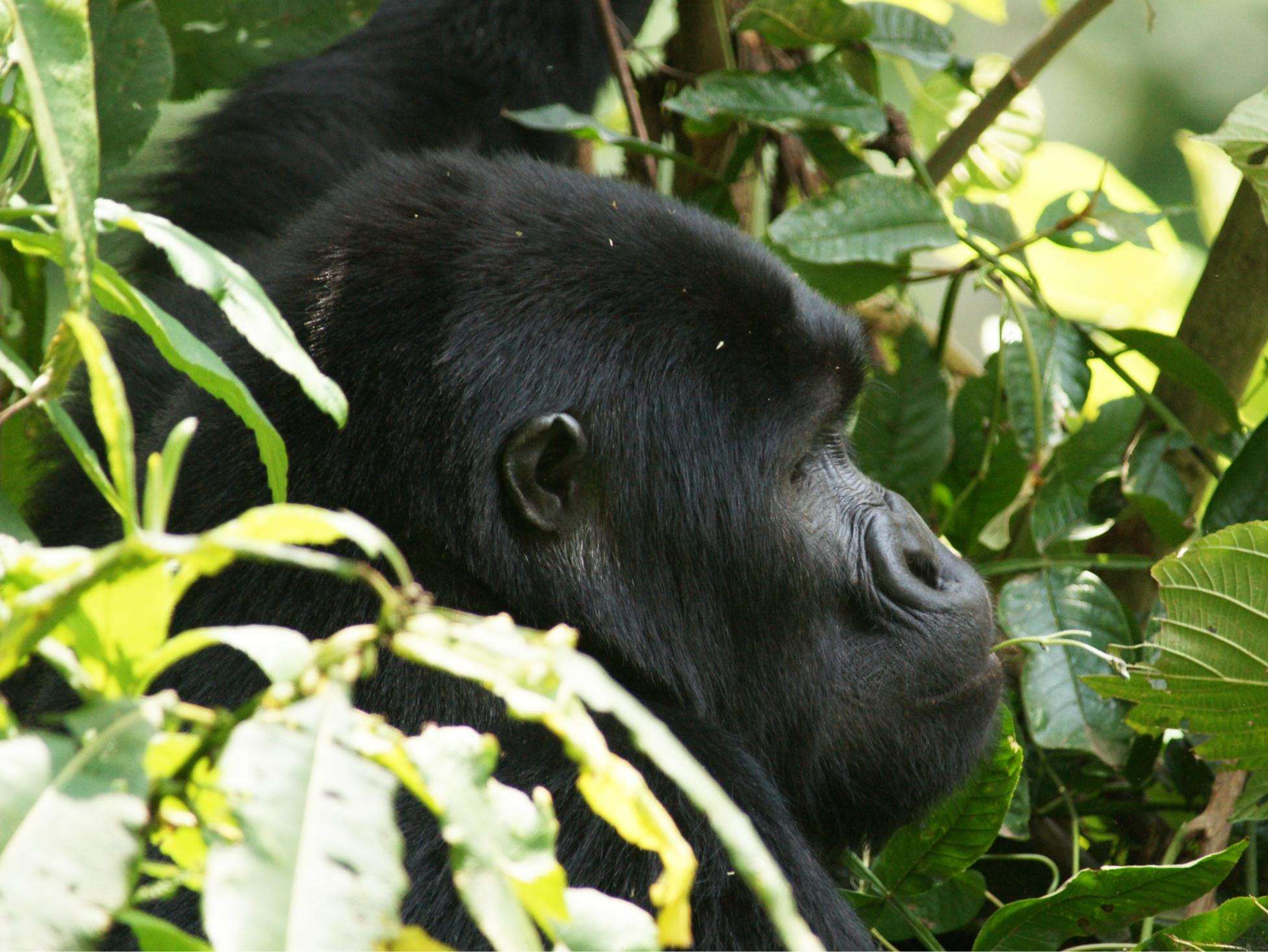 Birding in Volcanoes National Park