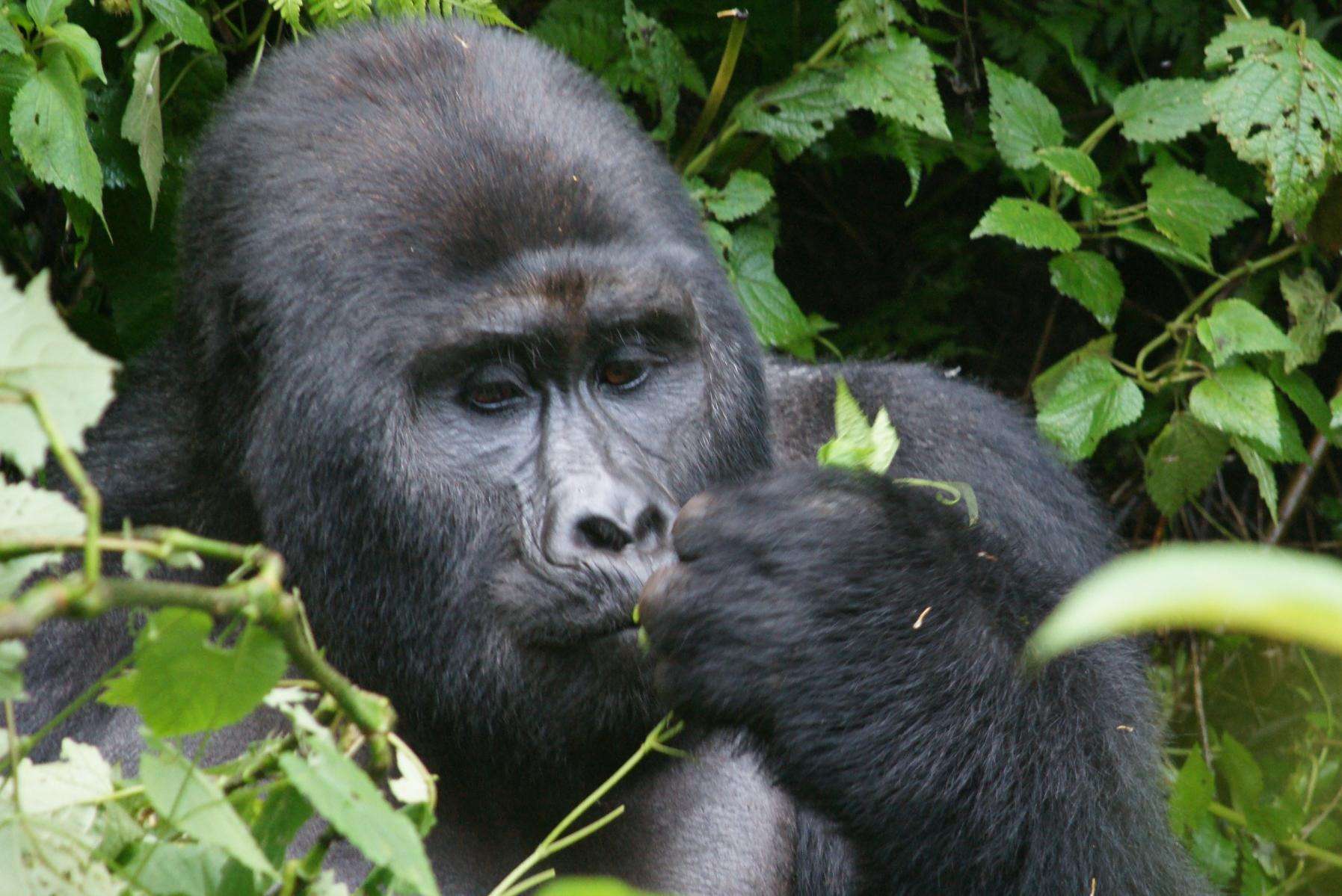 Rwanda Gorilla Trekking Safaris in Volcanoes National Park