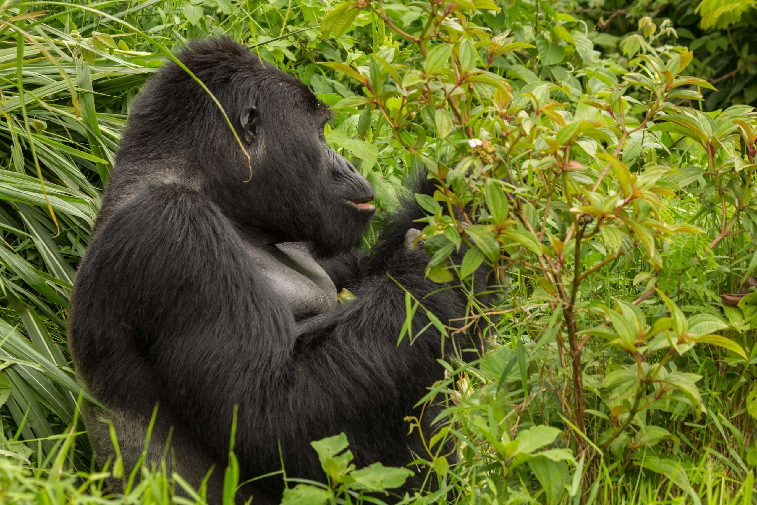 Luxury Gorilla Trekking Safaris in Uganda Rwanda and Congo