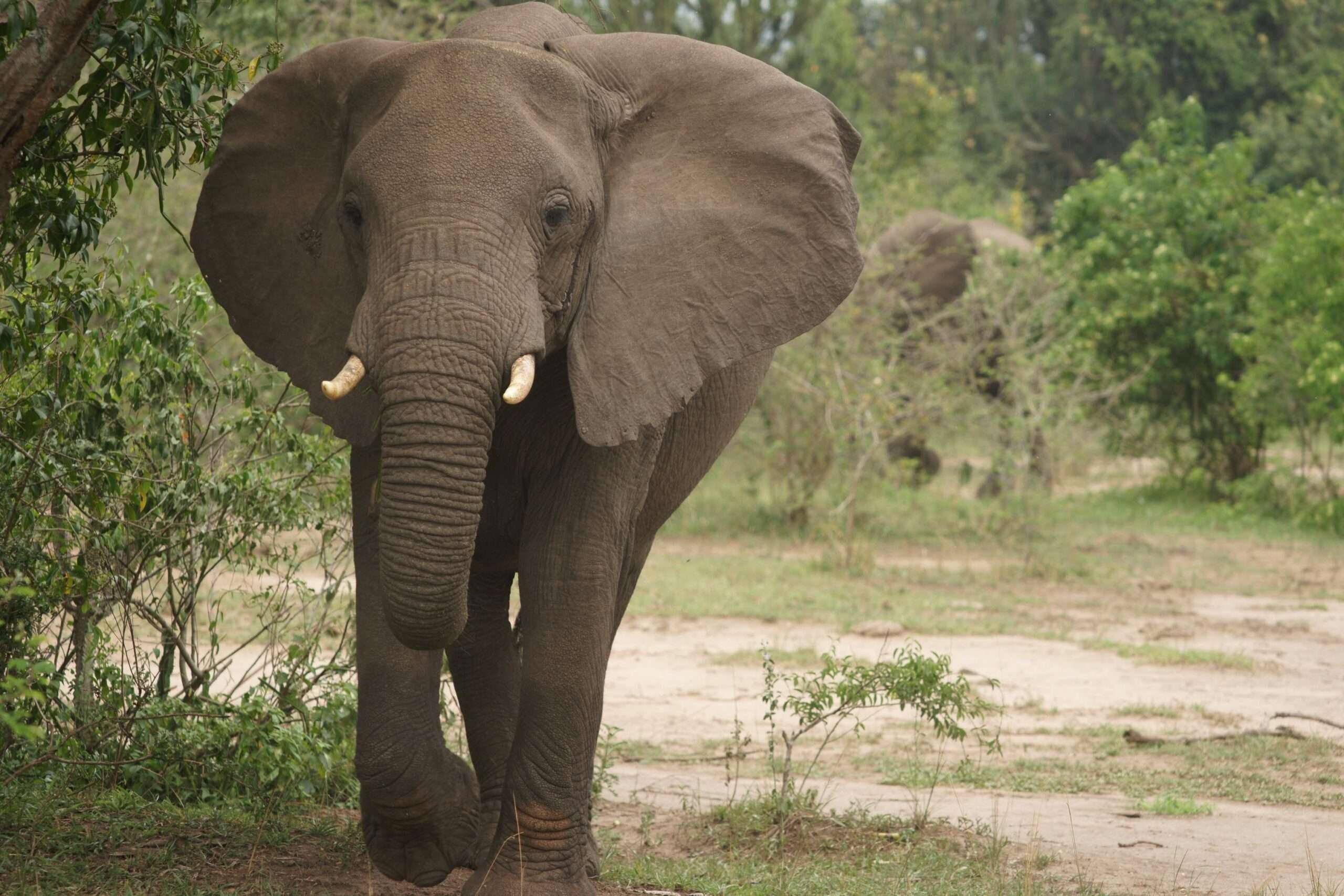 Rwanda Wildlife Safaris