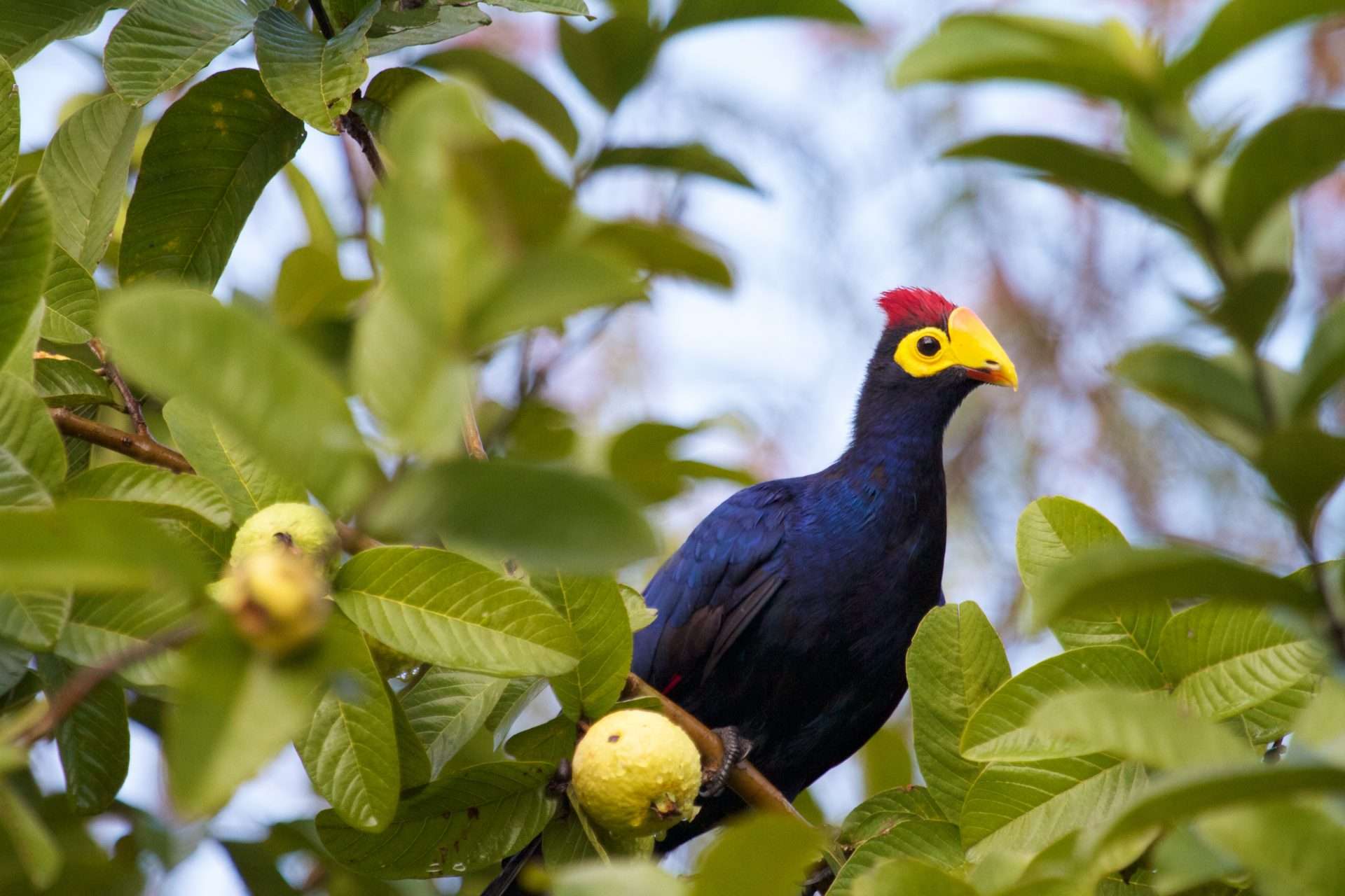 Birding in Volcanoes National Park
