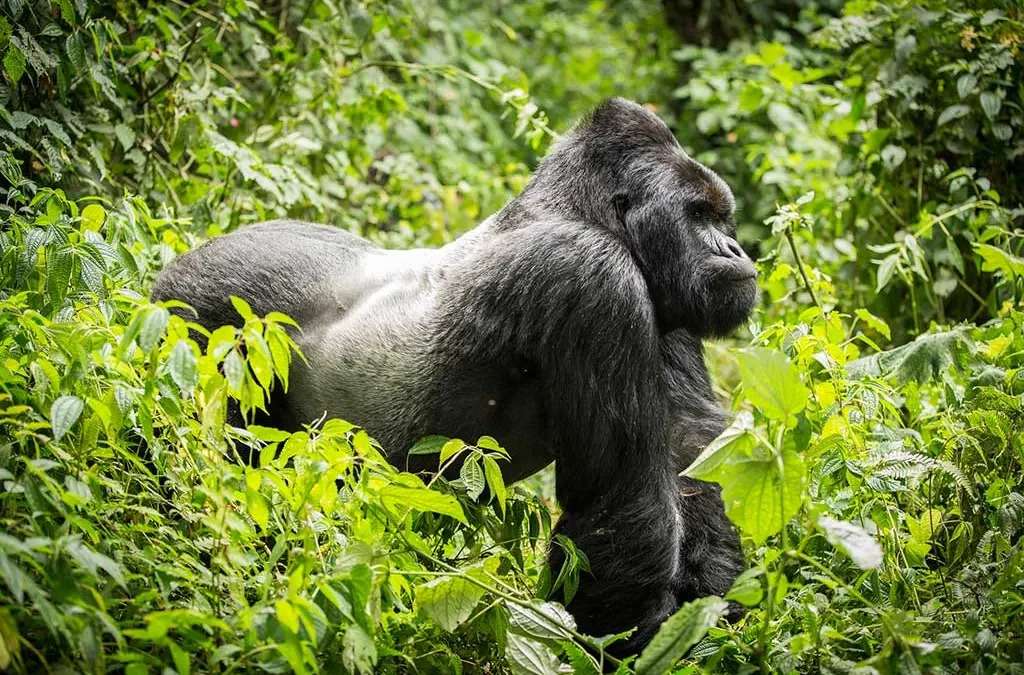 Luxury Gorilla Trekking Safaris in Uganda Rwanda and Congo