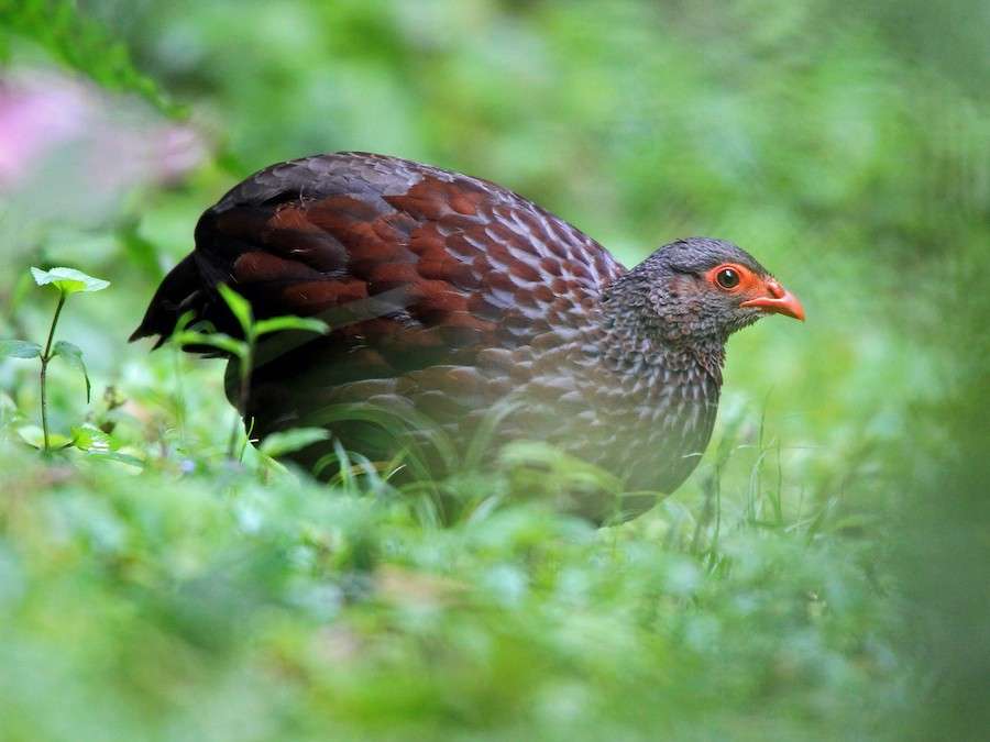 Birding in Volcanoes National Park