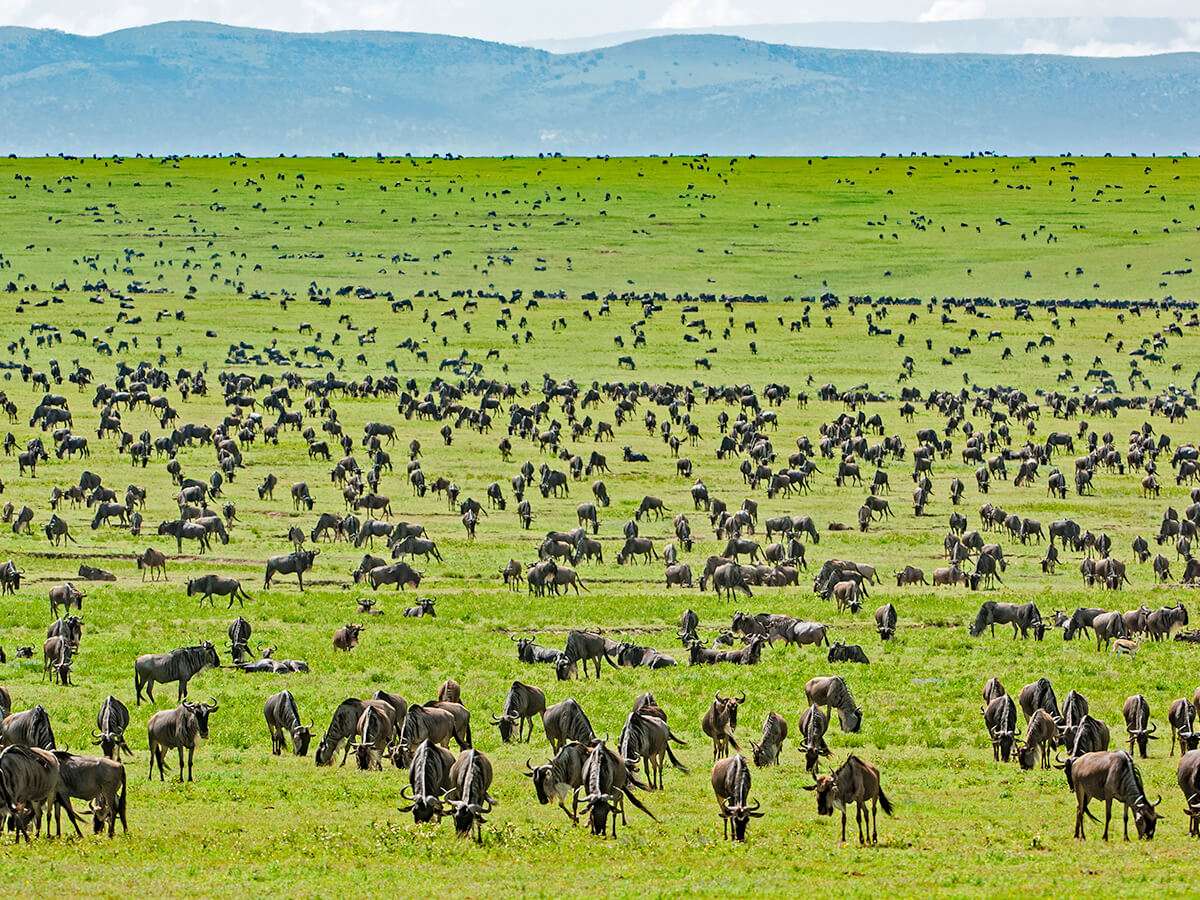 Tanzania Safari Companies