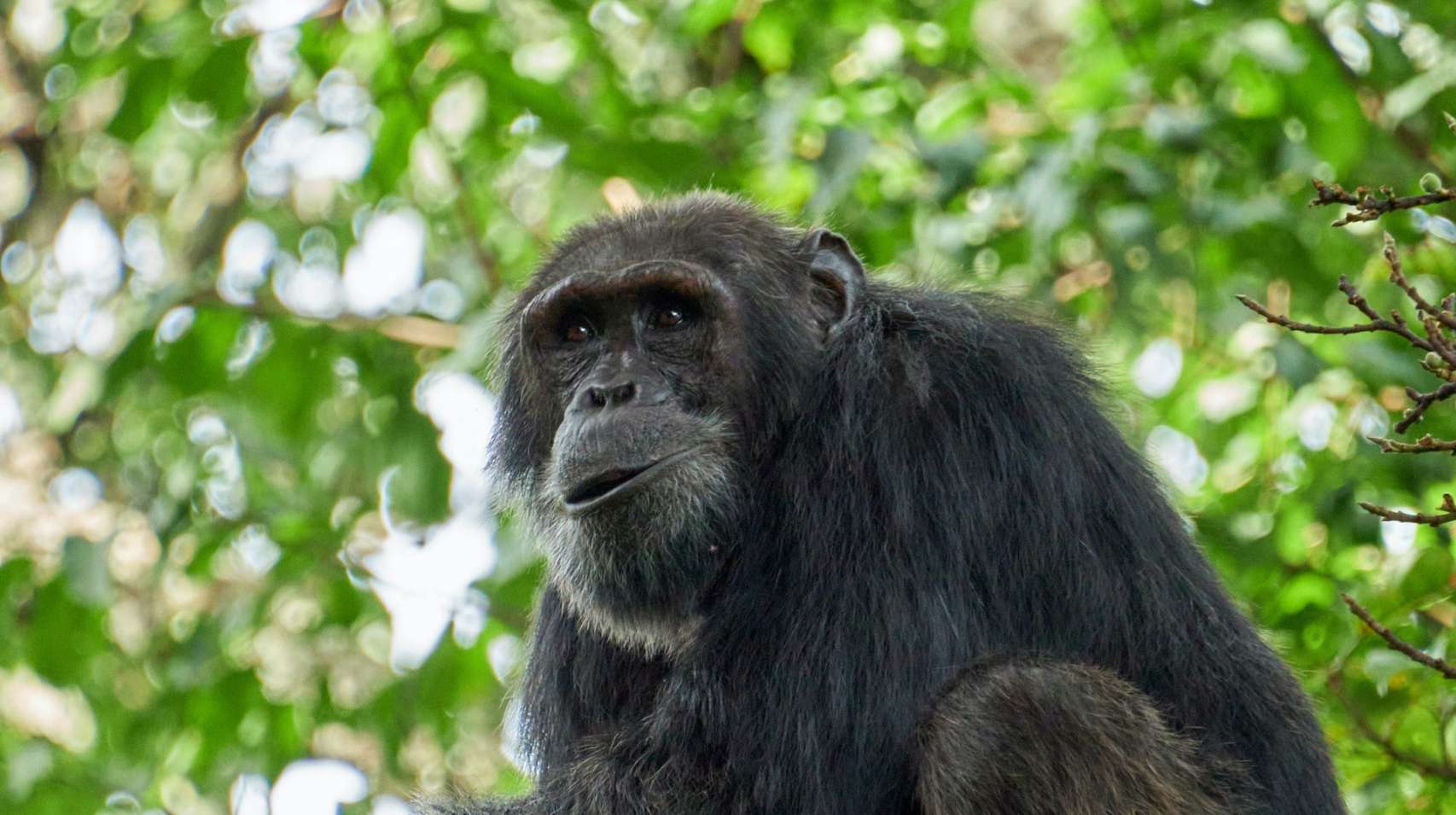 Chimpanzee Trekking Companies in Uganda and Rwanda