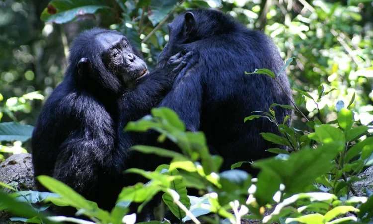 Chimpanzee Trekking Companies in Uganda and Rwanda